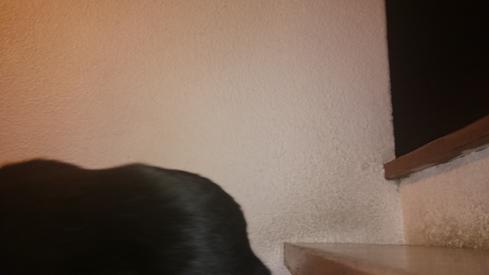 El gato de mi madre