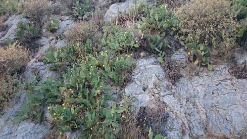 Nopales