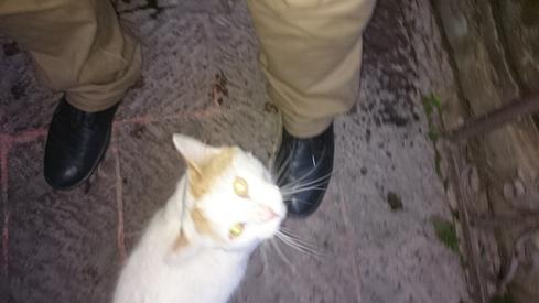 El gato