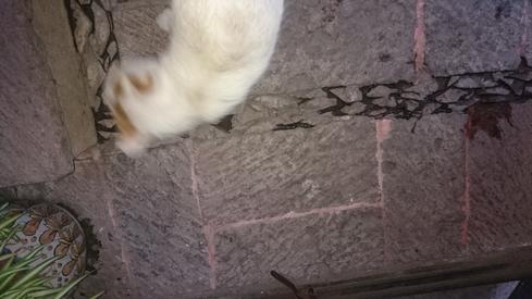 El gato