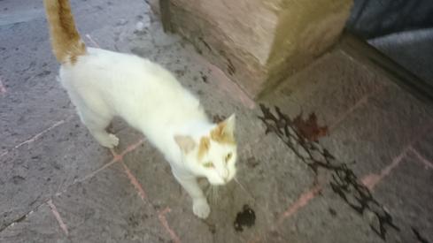 El gato