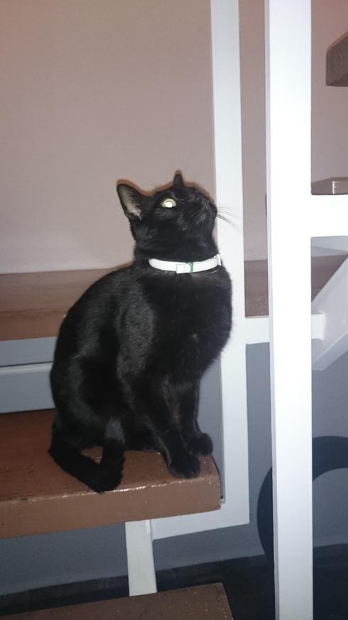 El gato de mi madre