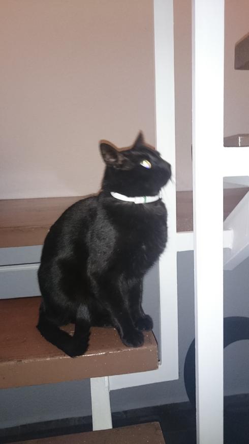 El gato de mi madre