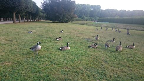 Patos