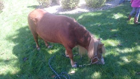 Un caballo chiquito