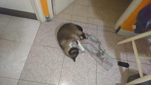Mauricia contra la jerga