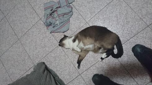 Mauricia jugando