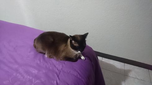 Mauricia en la cama