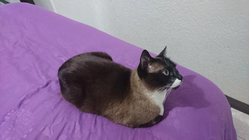 Mauricia en la cama