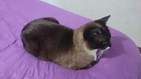 Mauricia en la cama