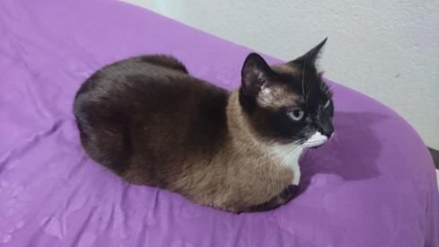 Mauricia en la cama