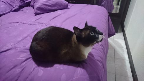 Mauricia en la cama