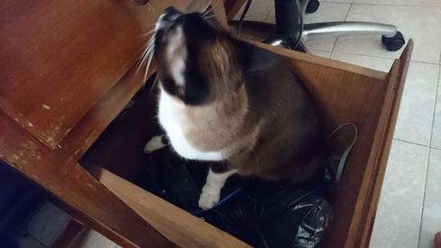 Mauricia en mi escritorio