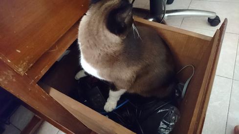 Mauricia en mi escritorio