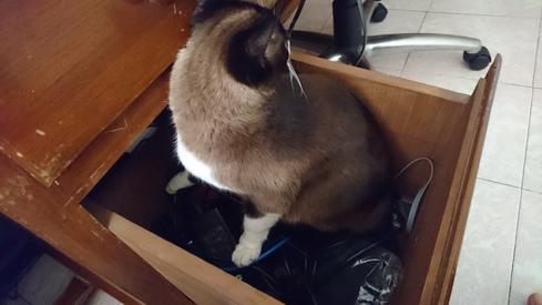 Mauricia en mi escritorio