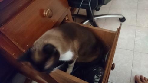 Mauricia en mi escritorio