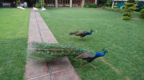 Los pavorreales