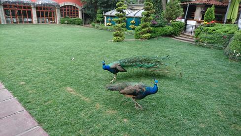 Los pavorreales