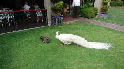 El pavorreal blanco