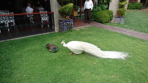 El pavorreal blanco