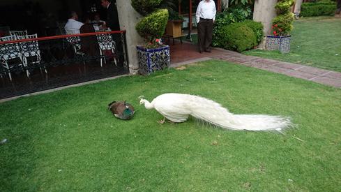 El pavorreal blanco
