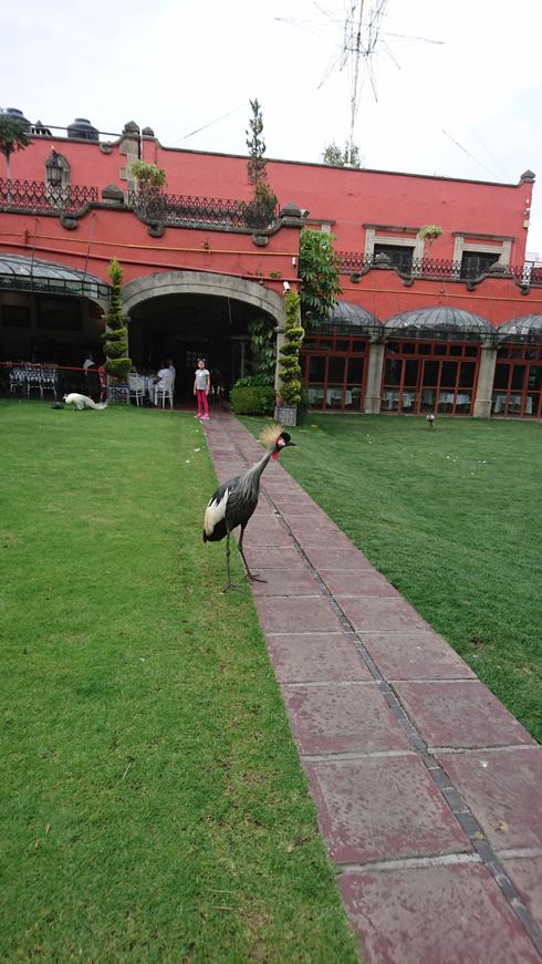 El pavorreal
