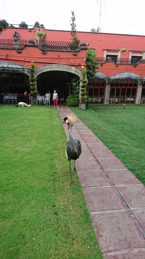 El pavorreal
