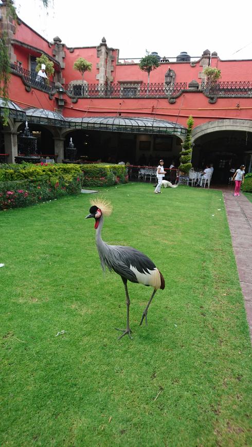 El pavorreal