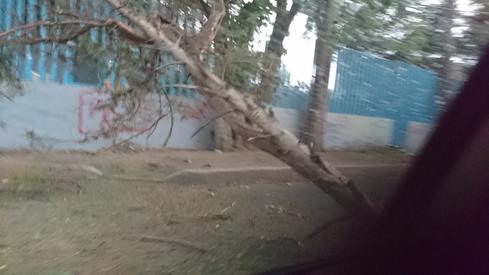 El árbol caído