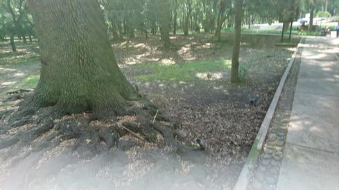Pájaros y ardillas