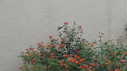 Colibrí