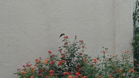 Colibrí