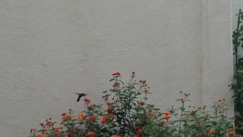 Colibrí