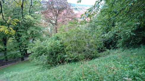 En Graz