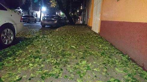 Las hojas madreadas