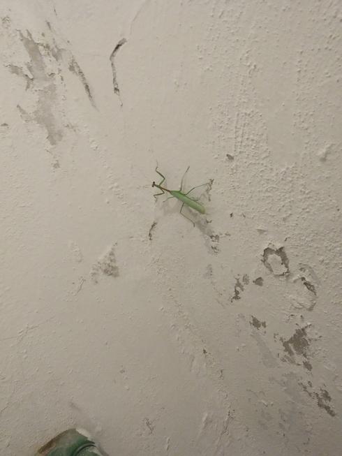 Mantis religiosa