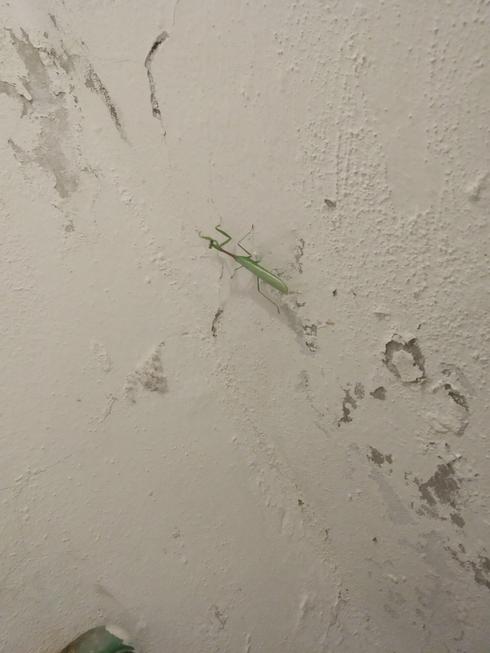 Mantis religiosa