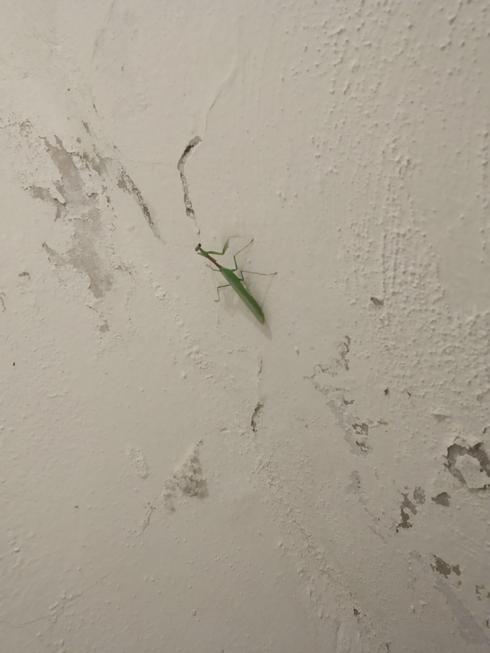 Mantis religiosa