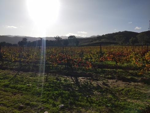 Los viñedos