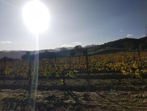 Los viñedos