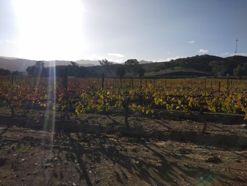 Los viñedos