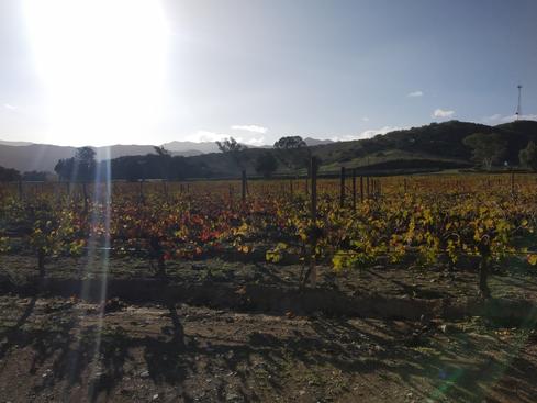 Los viñedos