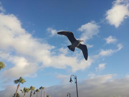 Gaviota