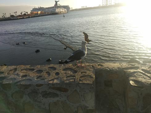 Gaviota
