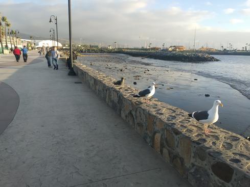 El camellón