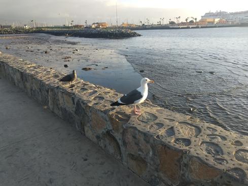 Las gaviotas