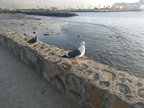 Gaviota