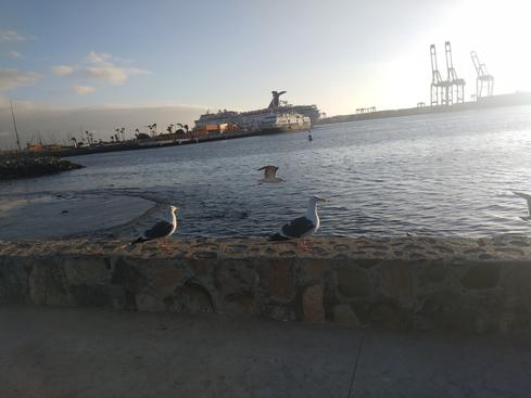 Gaviota