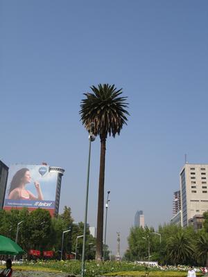 Palma
