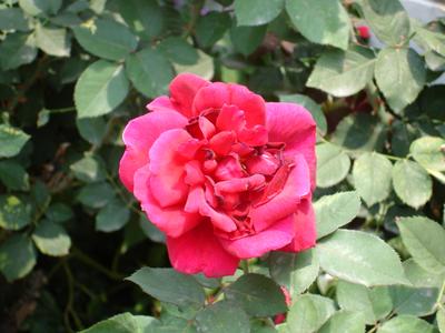 Rosa en el jardín de mi mamá